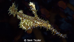 Harlequin Ghost Pipefish. Dinah's beach, Milne Bay PNG. D... by Sam Taylor 